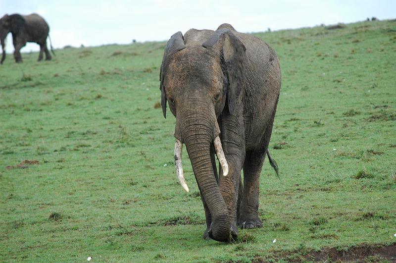Young Elephant.JPG